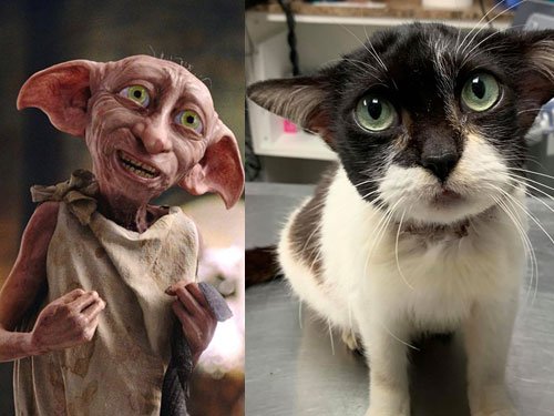 Dobby mi?